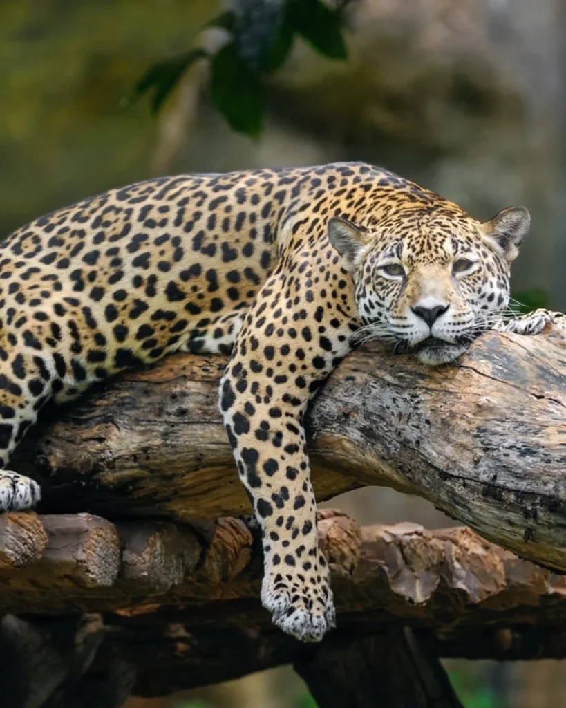 Jaguar in the Amazon jungle, resting on a riverbank, surrounded by dense vegetation – wildlife photography and nature conservation.